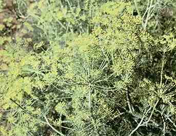 Dill Bouquet, which is shorter (and sturdier) than most varieties of the popular cooking, salad, and pickling herb, responds well to fall planting or winter planting.